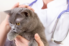 Veterinary doctor holding British cat and stroking the head